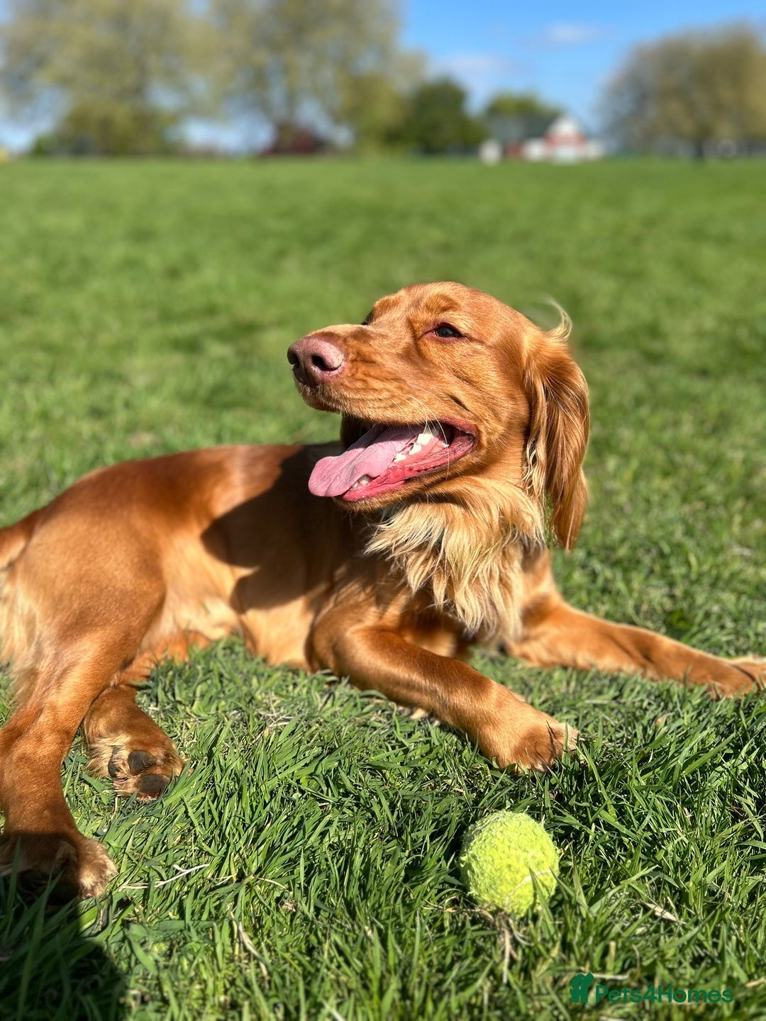 Cocker Spaniel dogs for stud: Red working cocker spaniel (champion bloodline)  - Advert 4
