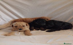 Cockapoo dogs for sale: F1b cockapoo  - Image 5
