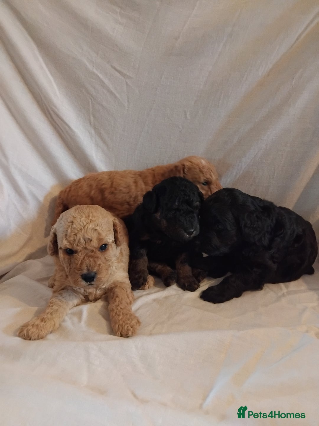 Cockapoo dogs for sale: F1b cockapoo  - Image 5