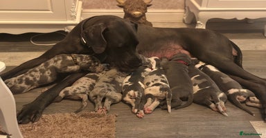 Great Dane dogs - Advert 3