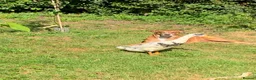 Ducks poultry for sale: 2 Indian Runner duck drakes in Appleby-in-Westmorland - Advert 4