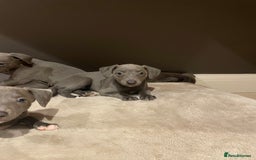 Whippet dogs for sale: 6 gorgeous blue whippet puppies  - Image 24