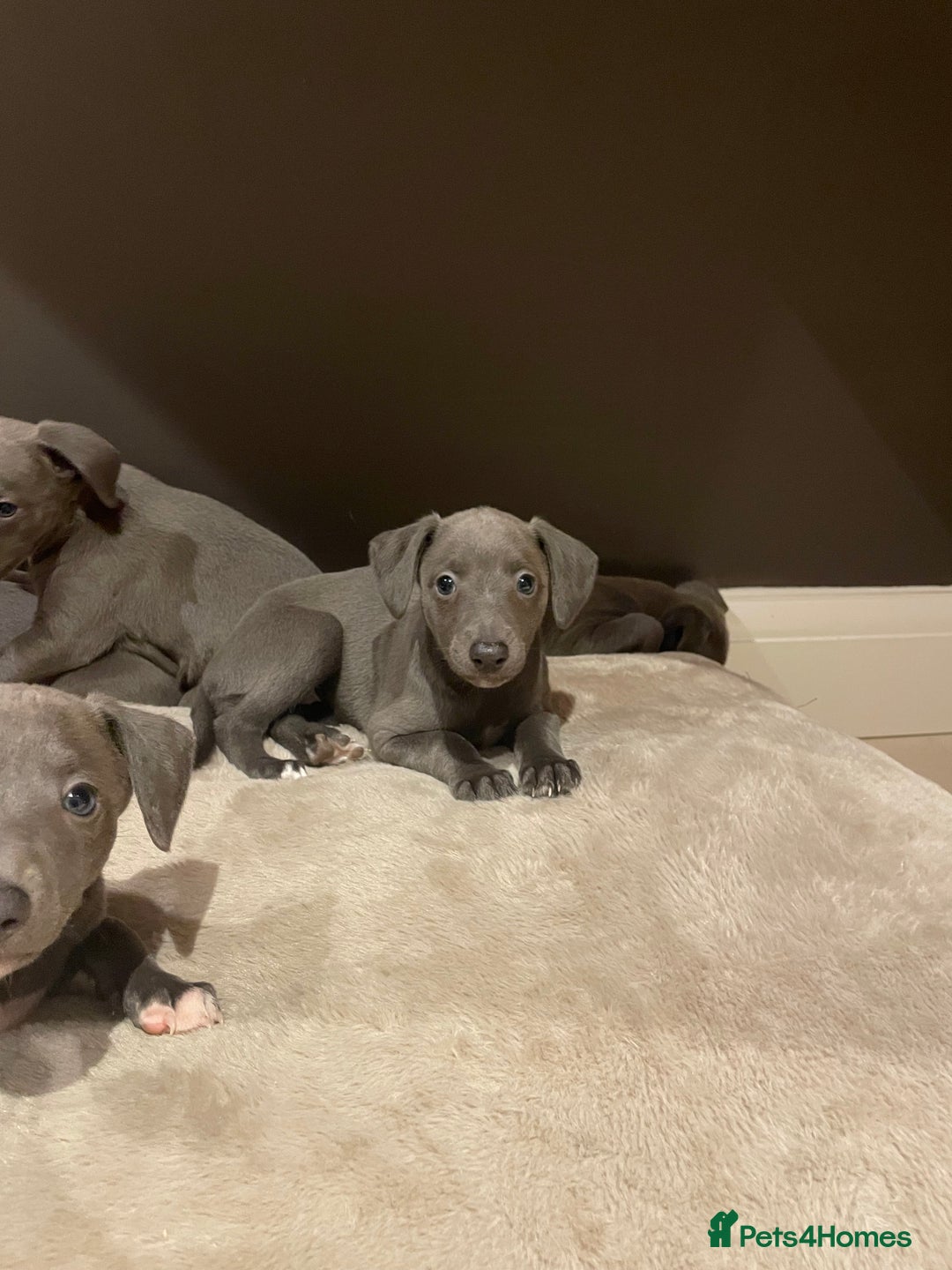 Whippet dogs for sale: 6 gorgeous blue whippet puppies  - Image 24
