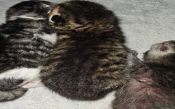 Persian cats for sale: Tabby female with full set up ready to go. - Image 31