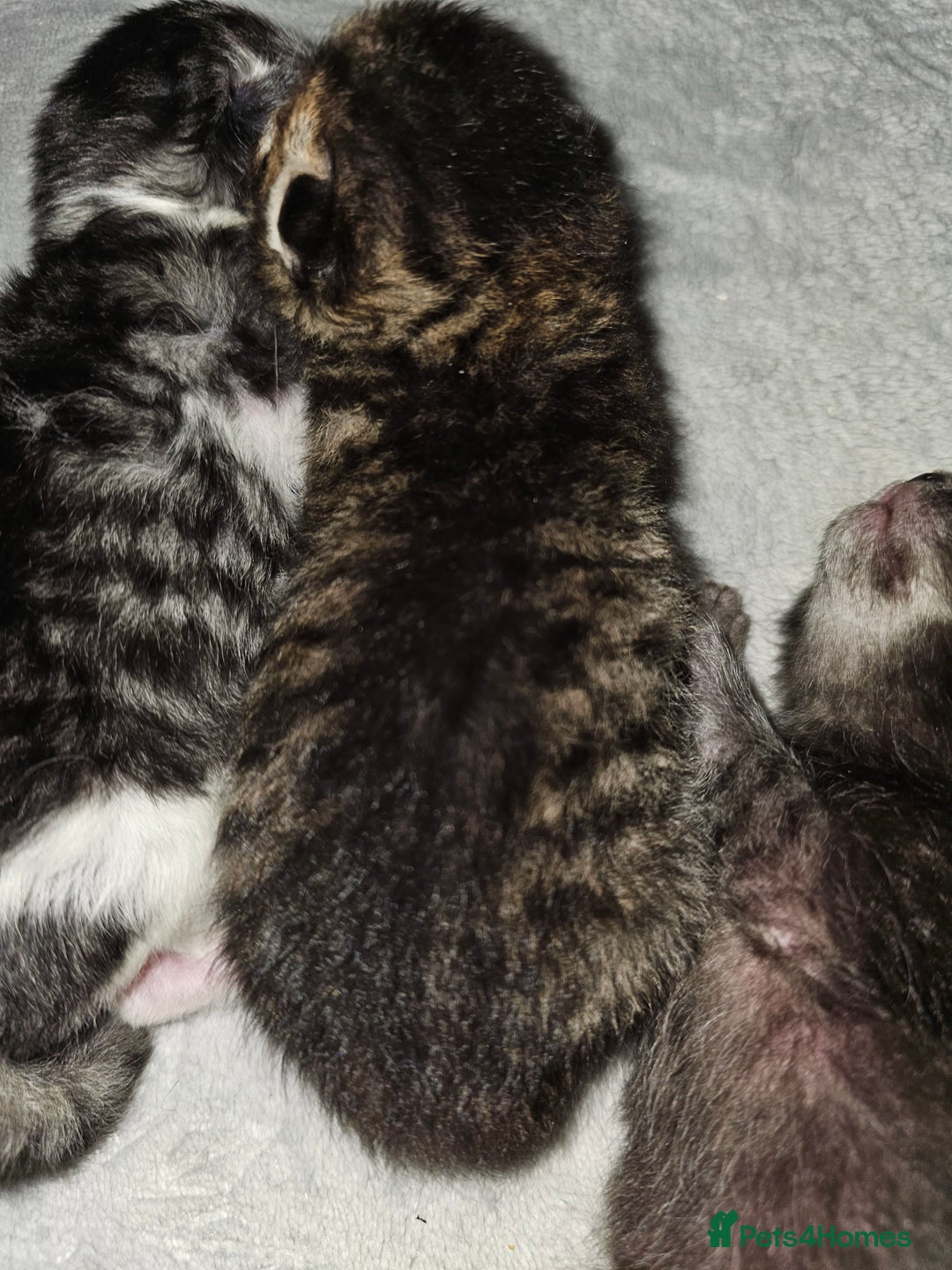 Persian cats for sale: Tabby female with full set up ready to go. - Image 31