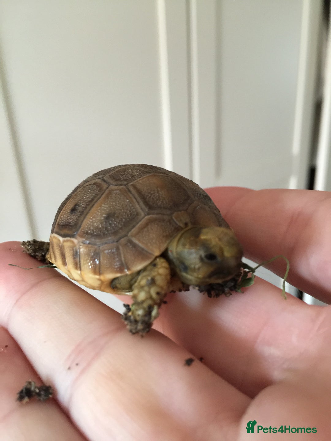 Tortoise reptiles for sale: Baby med spur thigh torotises with full set uo - Image 6