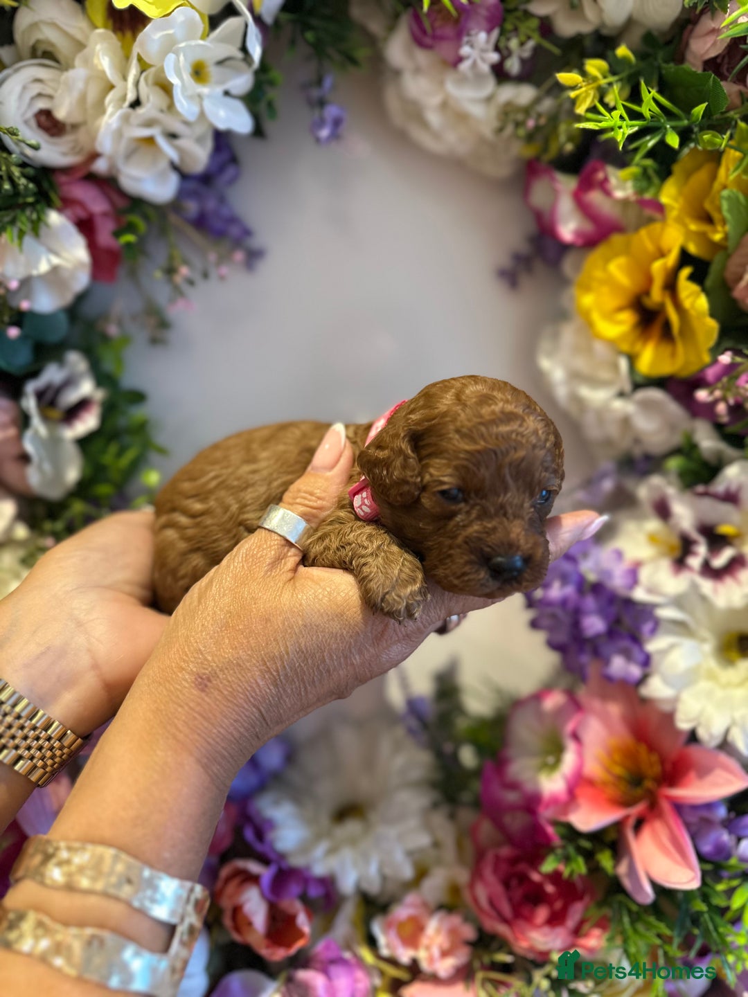 Cavapoo dogs for sale: STUNNING DEEP RED CAVAPOO PUPPIES  - Image 21
