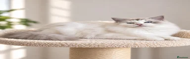 Ragdoll 4