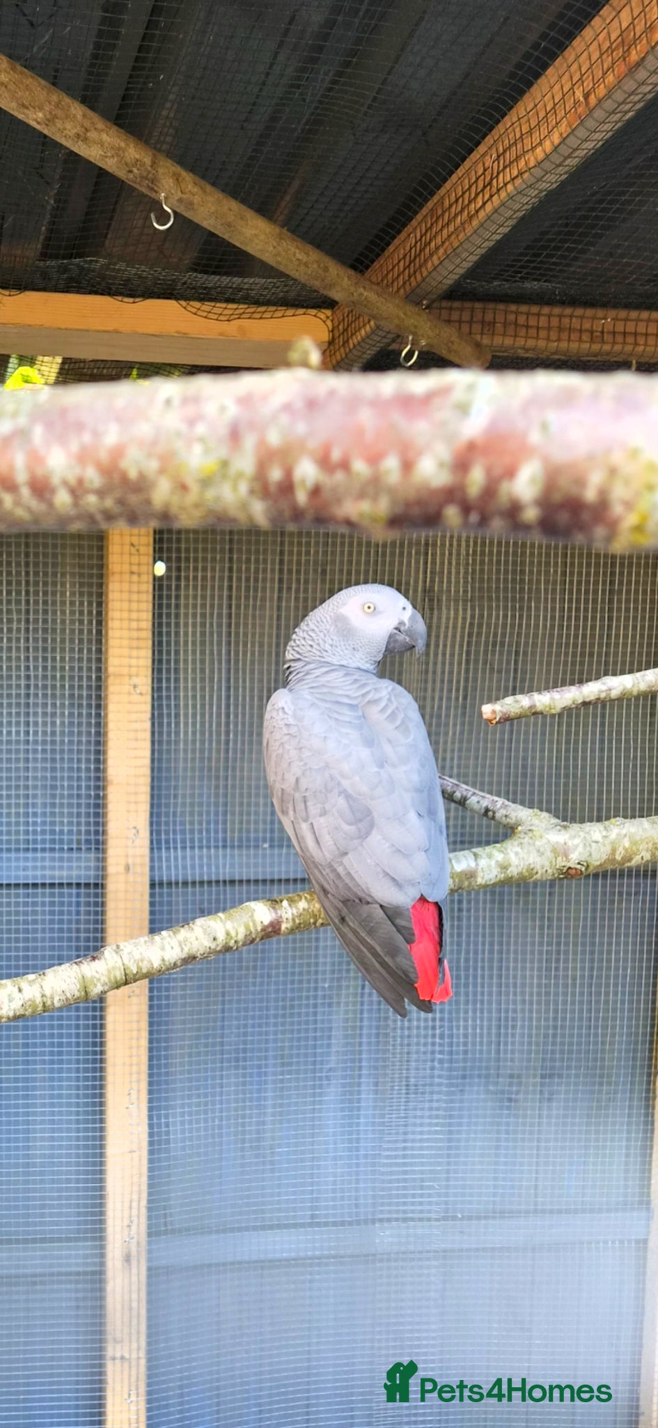 Parrots birds Congo African Grey parrot  - Advert 4