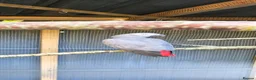 Parrots birds for sale: Congo African Grey parrot  - Advert 1