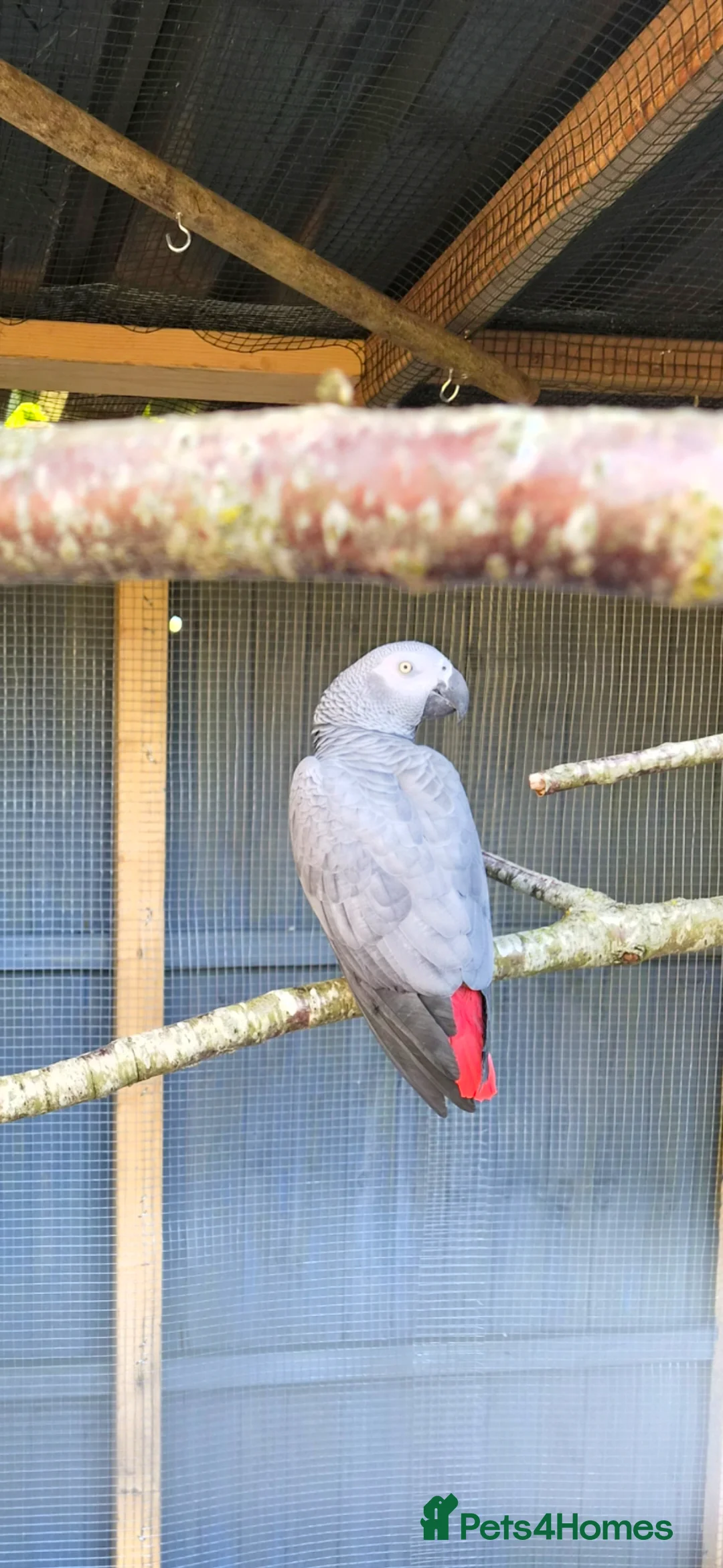 Parrots birds for sale: Congo African Grey parrot  - Advert 1