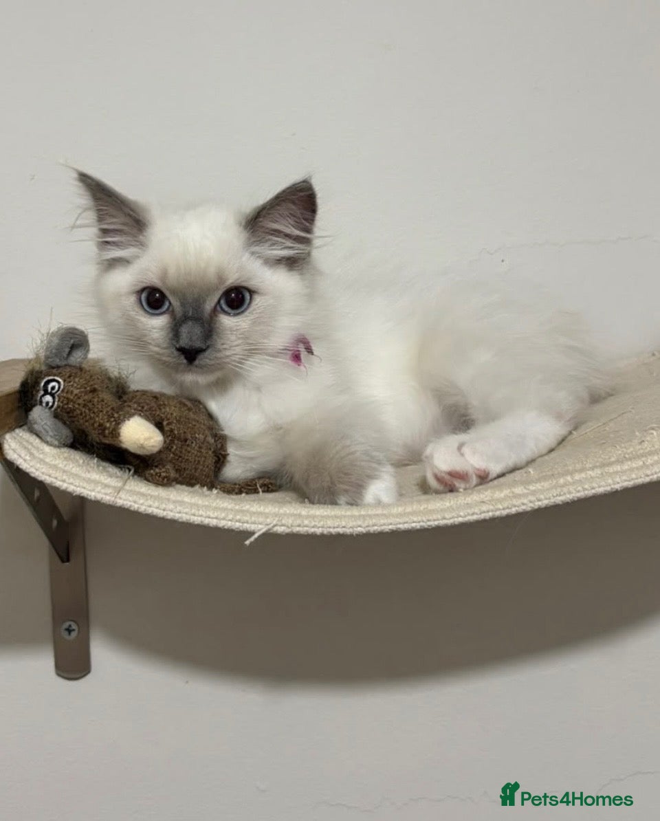 Ragdoll cats 2 Ragdoll kittens for sale  - Advert 1