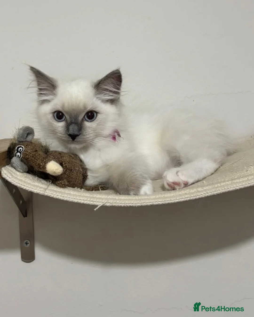 Ragdoll cats for sale: 2 Ragdoll kittens for sale  in Bournemouth - Advert 1
