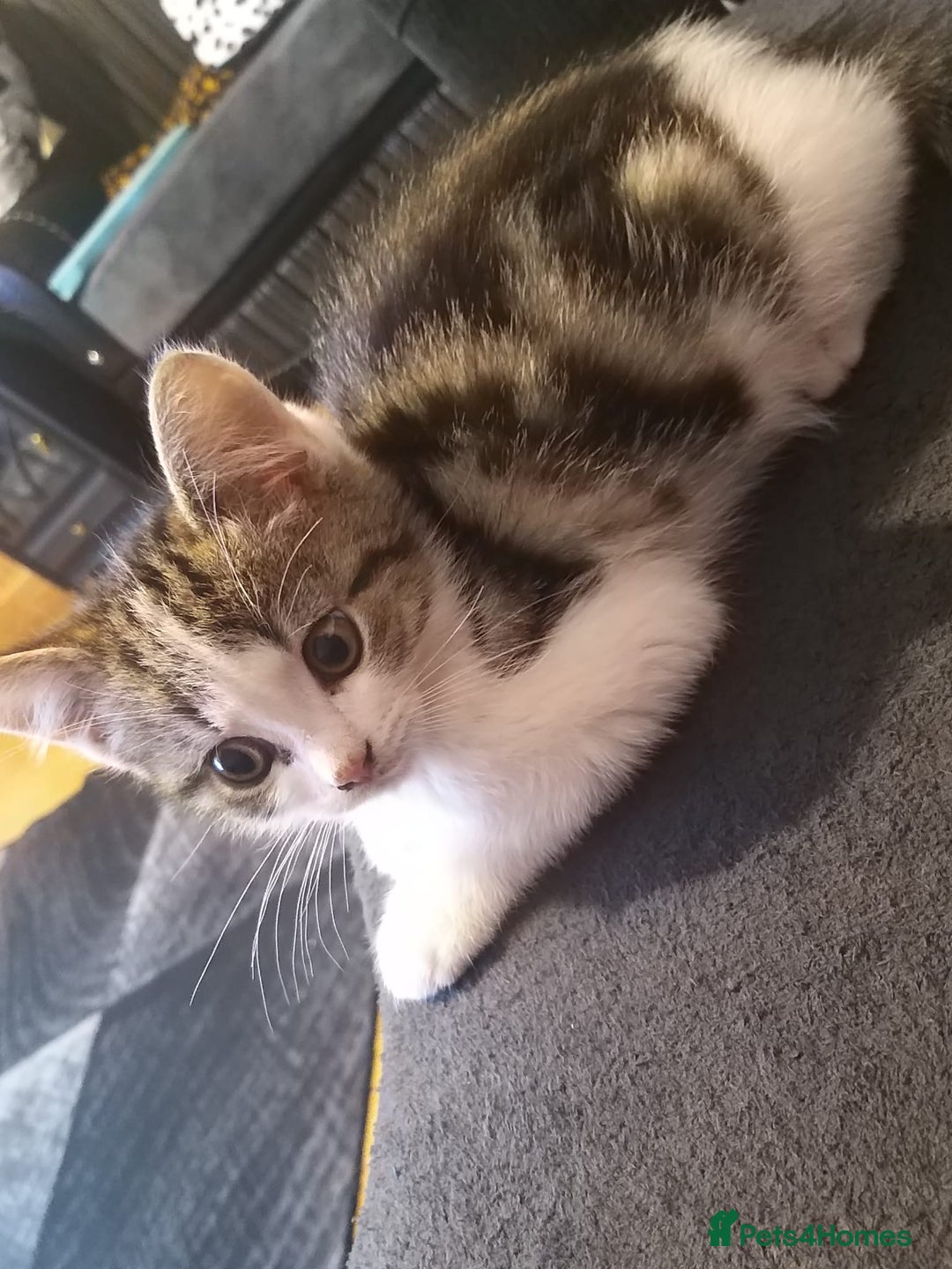 Mixed Breed cats for sale: Beautiful kitten for sale  - Advert 2