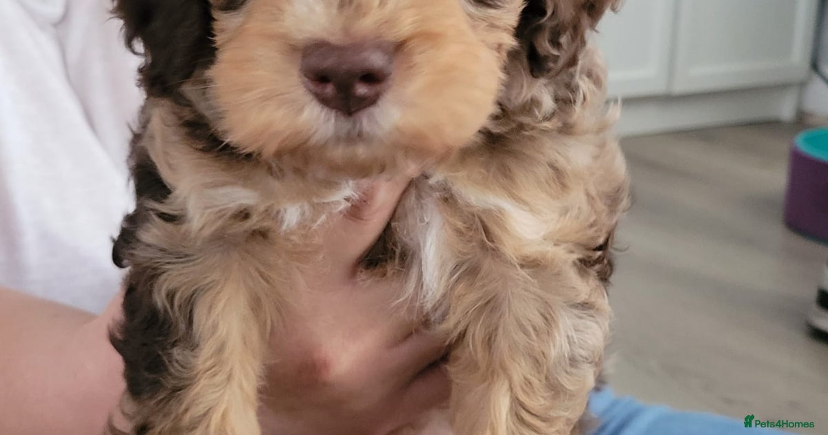 Stunning rare Chocolate Merle Cockapoo for sale in | Pets4Homes