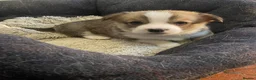 Welsh Corgi Pembroke dogs for sale: Badger needs a home! KC Corgi ready now  - Advert 21