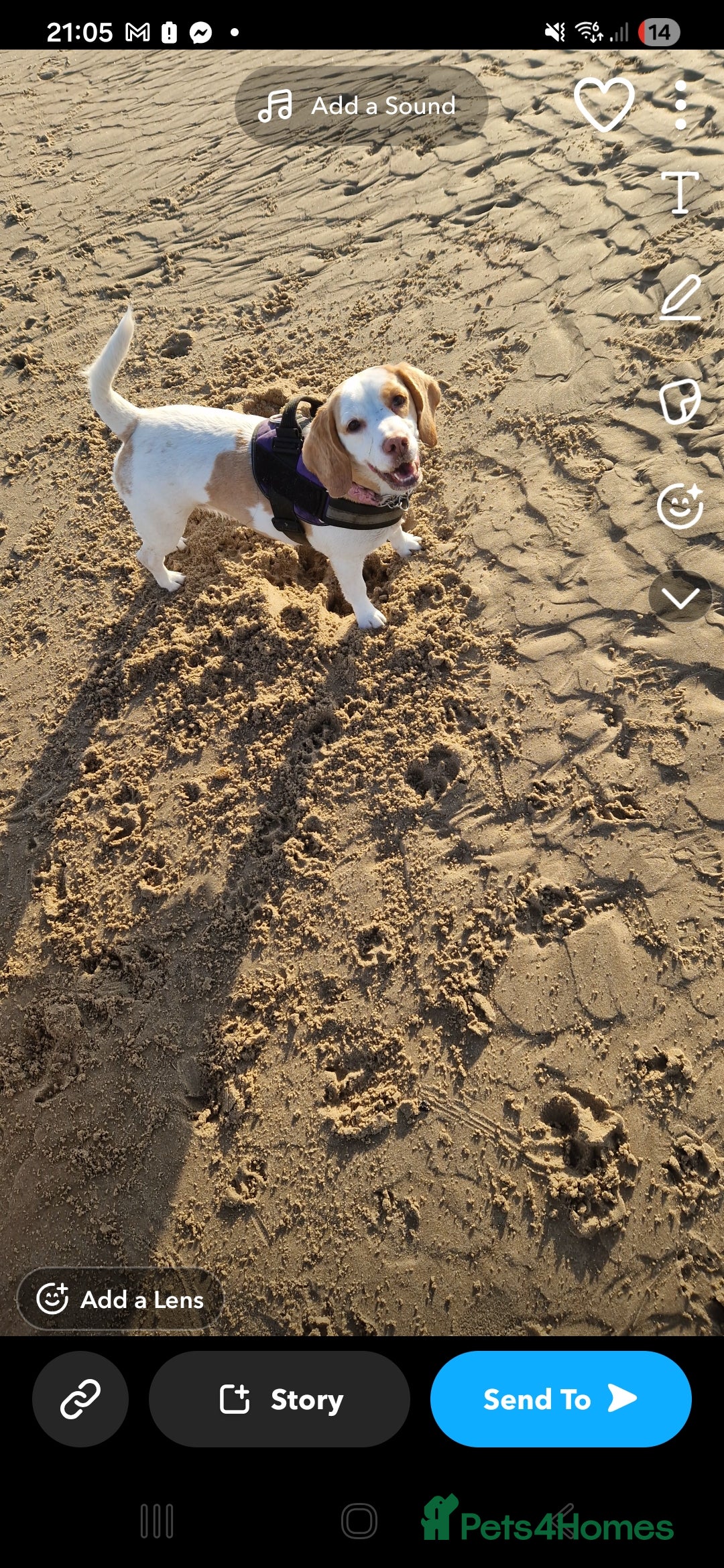 Beagle dogs Beagle Babies - Advert 3