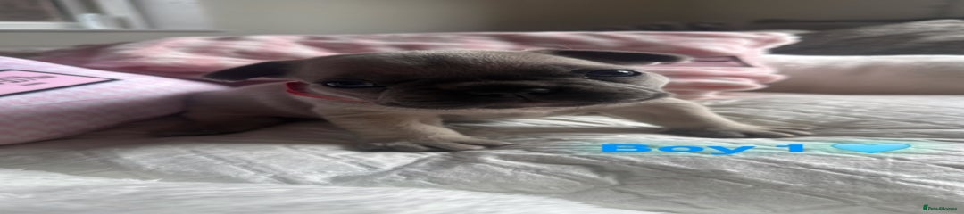 French Bulldog Boy 1