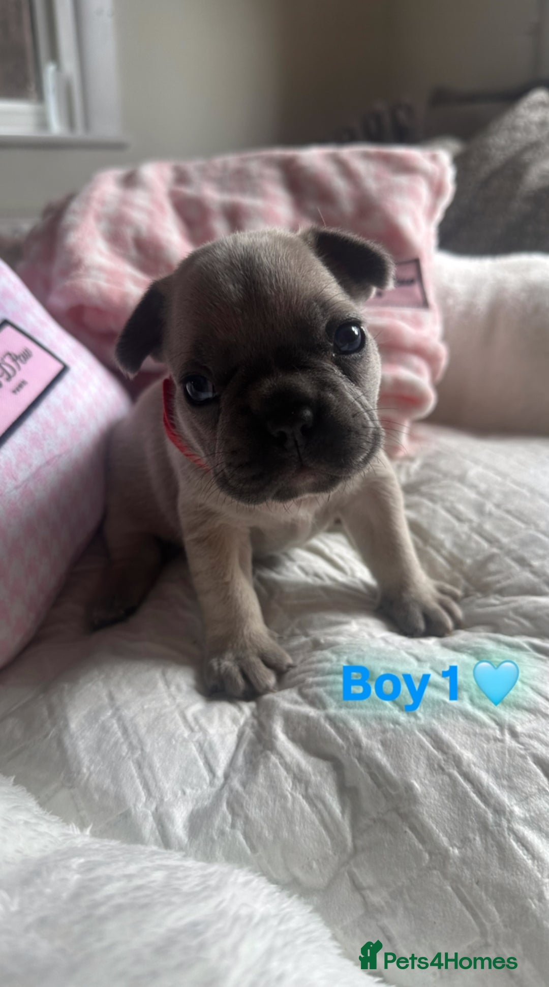 French Bulldog dogs for sale: French Bulldog Puppies - Image 3