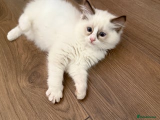 Ragdoll cats - Advert 31