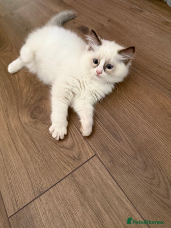 Ragdoll cats - Advert 3