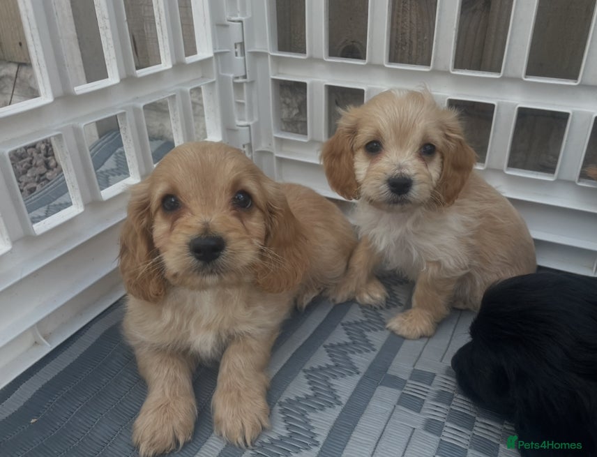 Cockapoo dogs Lovely miniature cockatoos for sale - Advert 1