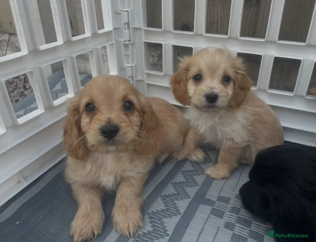 Cockapoo dogs for sale: Lovely miniature cockatoos for sale - Advert 1
