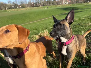 Mixed Breed dogs Azula - Advert 5