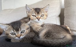 British Shorthair cats for sale: Scottish folds cross blue British - Image 12