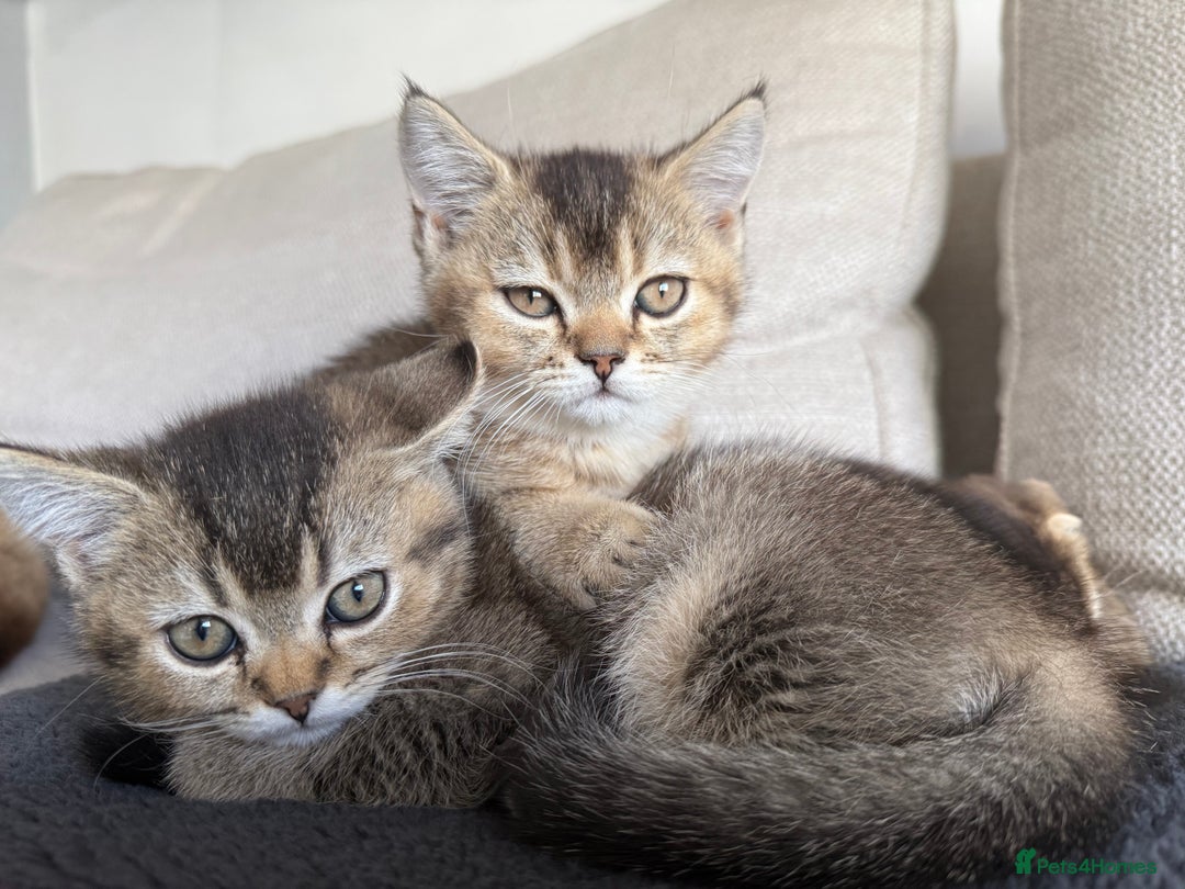 British Shorthair cats for sale: Scottish folds cross blue British - Image 12