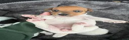 Jack Russell dogs for sale: Old fashioned Short legged jack russel docked tail in Windsor - Advert 6