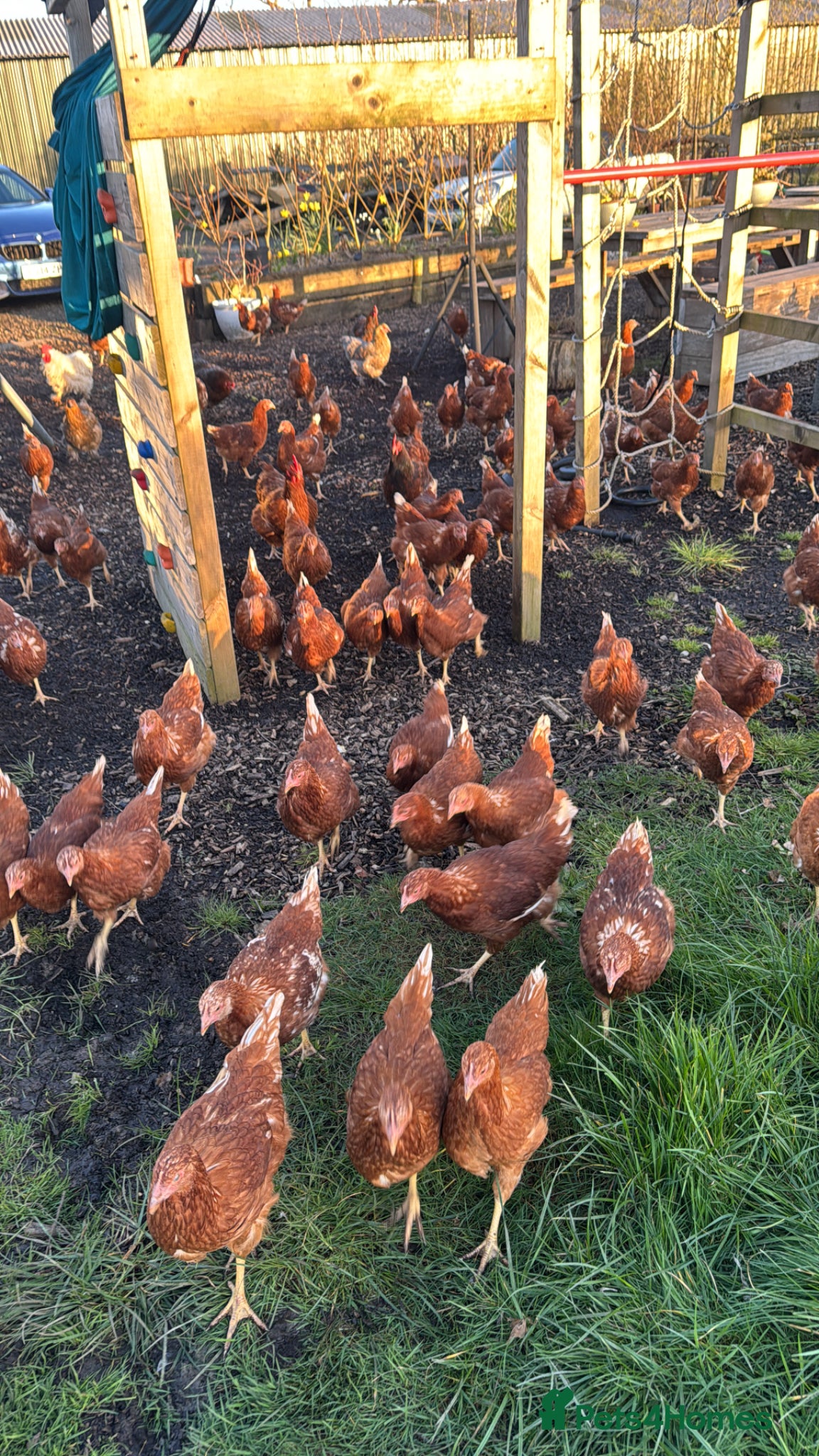 Chickens poultry 13 week old Warren hens for sale  - Advert 6