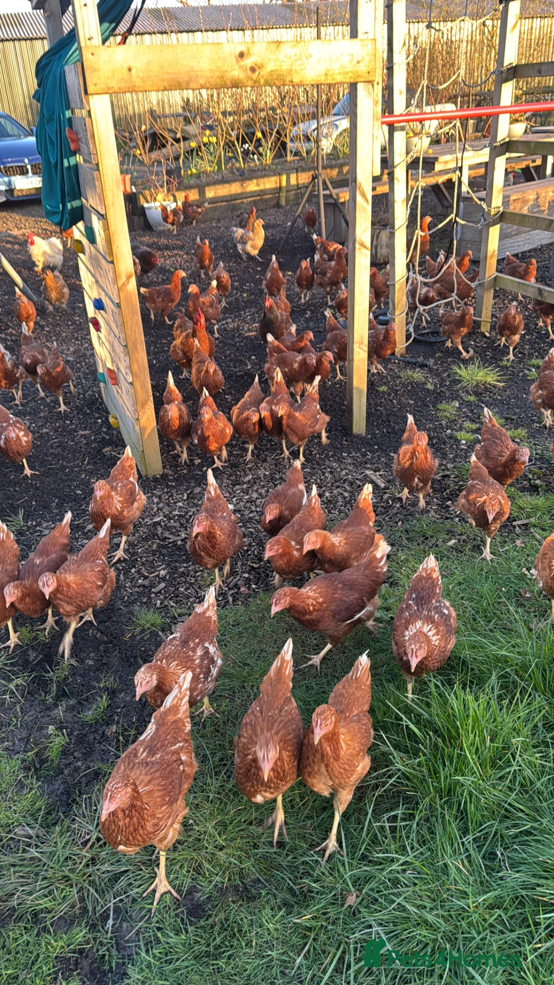 Chickens poultry for sale: POL Warren hens for sale  - Advert 1
