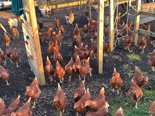 Chickens poultry 13 week old Warren hens for sale - Advert 6