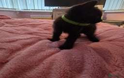 British Longhair cats for sale: Ready for their forever homes!! - Image 11
