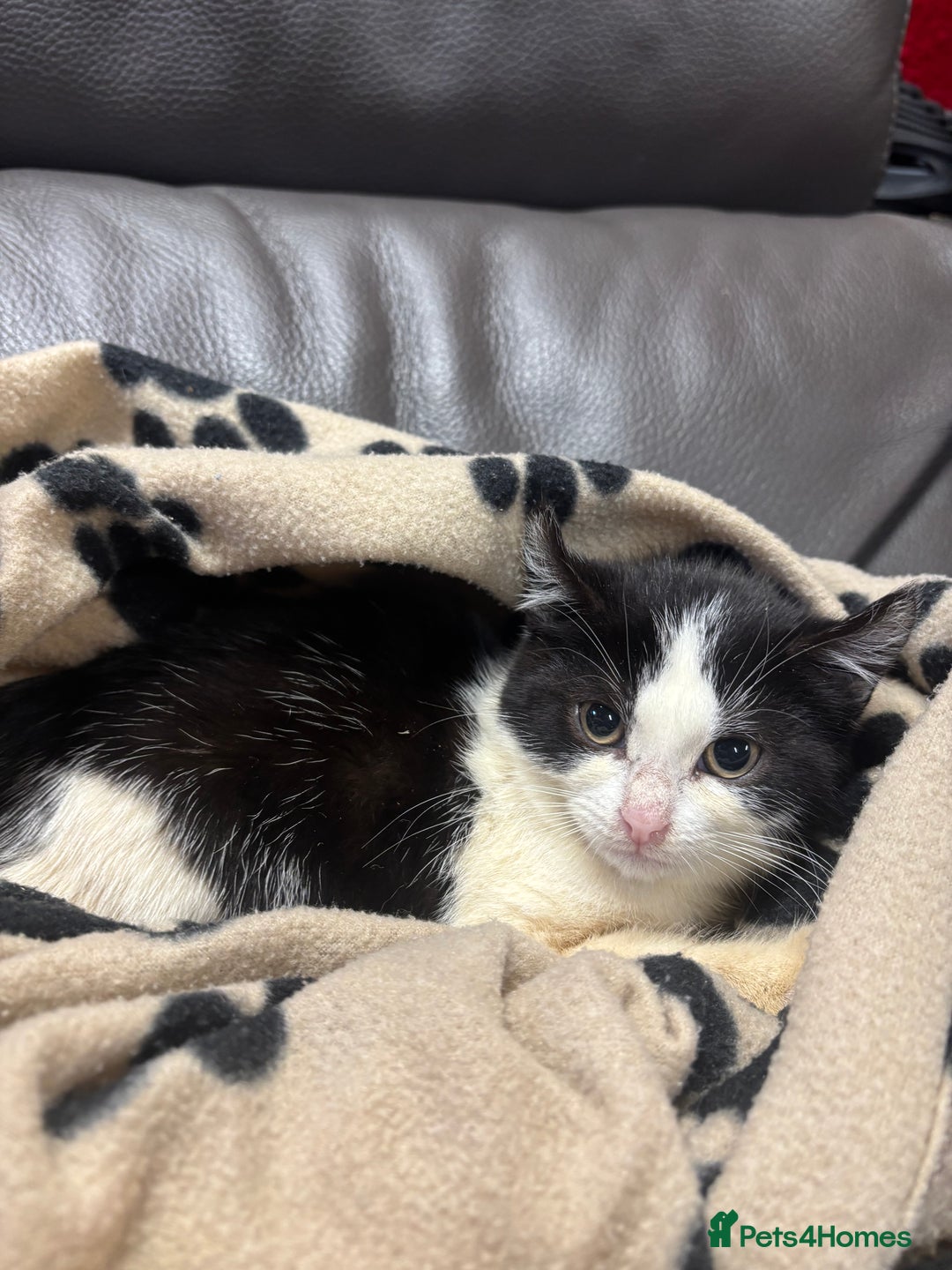 Mixed Breed cats for sale: 2 beautiful tabby x kittens for sale  - Advert 7