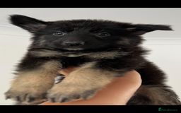 German Shepherd dogs for sale: KC Reg German Shepherd Puppies - Stunning colours  - Image 2