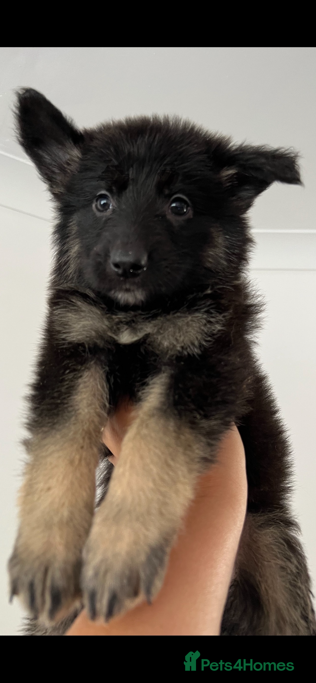 German Shepherd dogs for sale: KC Reg German Shepherd Puppies - Stunning colours  - Image 2