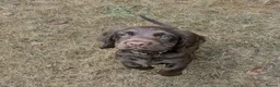 Sprocker dogs for sale: Beautiful F1B Sprocker Puppies  in Welshpool - Advert 12