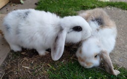 Mini Lop rabbits for sale: Gorgeous Mini lop babies looking for new homes - Image 32