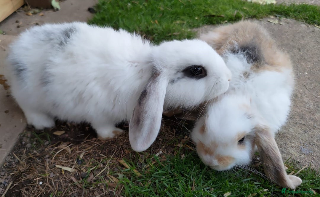 Mini Lop rabbits for sale: Gorgeous Mini lop babies looking for new homes - Image 32