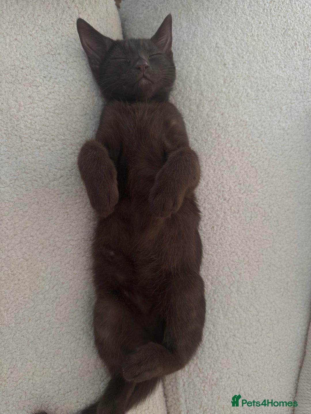 Mixed Breed cats for sale: Brown Cat called Reggie - Advert 3