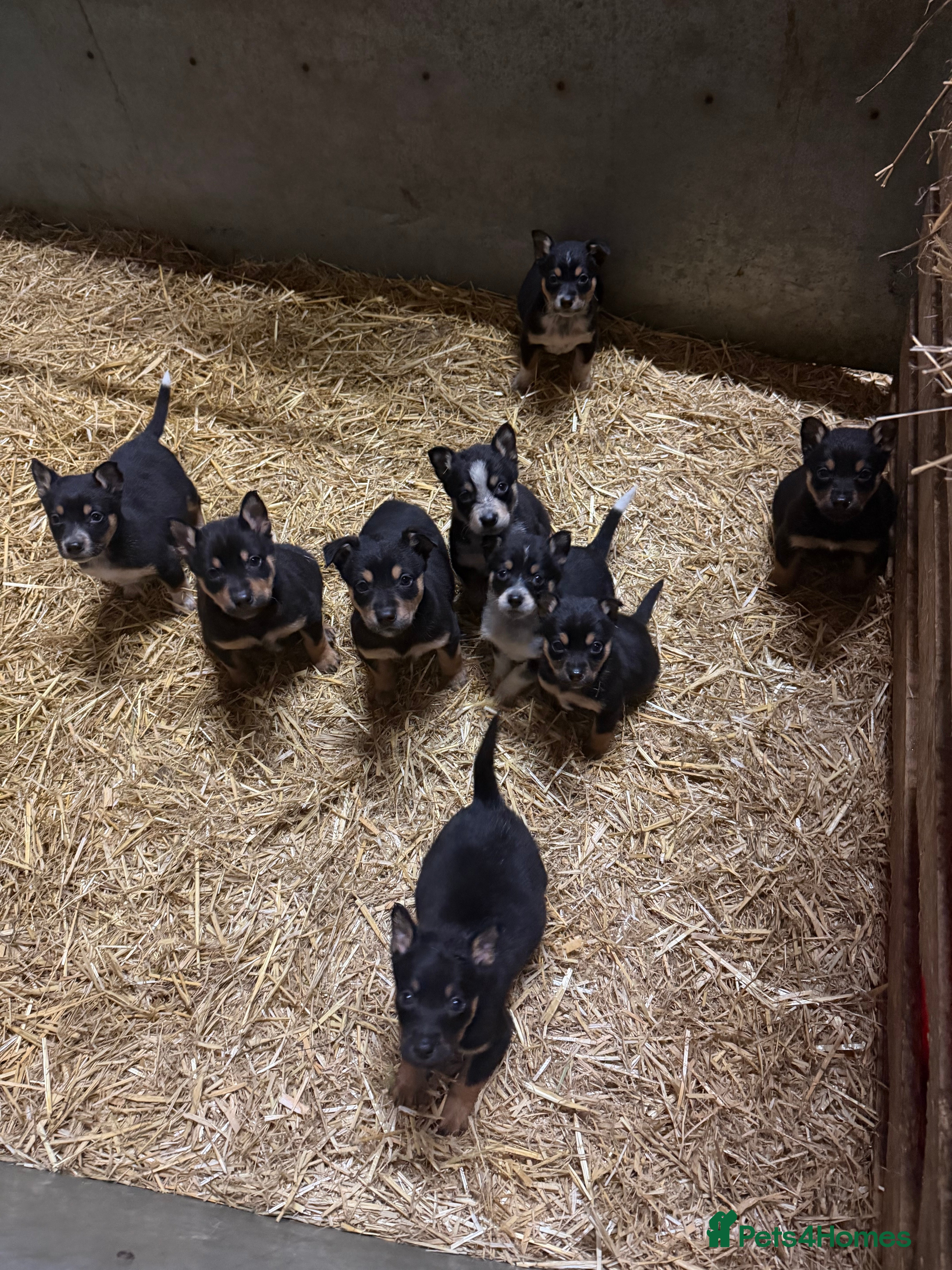 Mixed Breed dogs kelpie/blue heelers - Advert 1