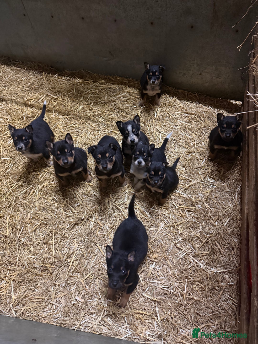 Mixed Breed dogs for sale: kelpie/blue heelers - Advert 3