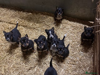 Mixed Breed dogs kelpie/blue heelers - Advert 1