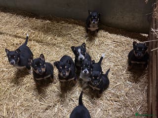 Mixed Breed dogs kelpie/blue heelers - Advert 6