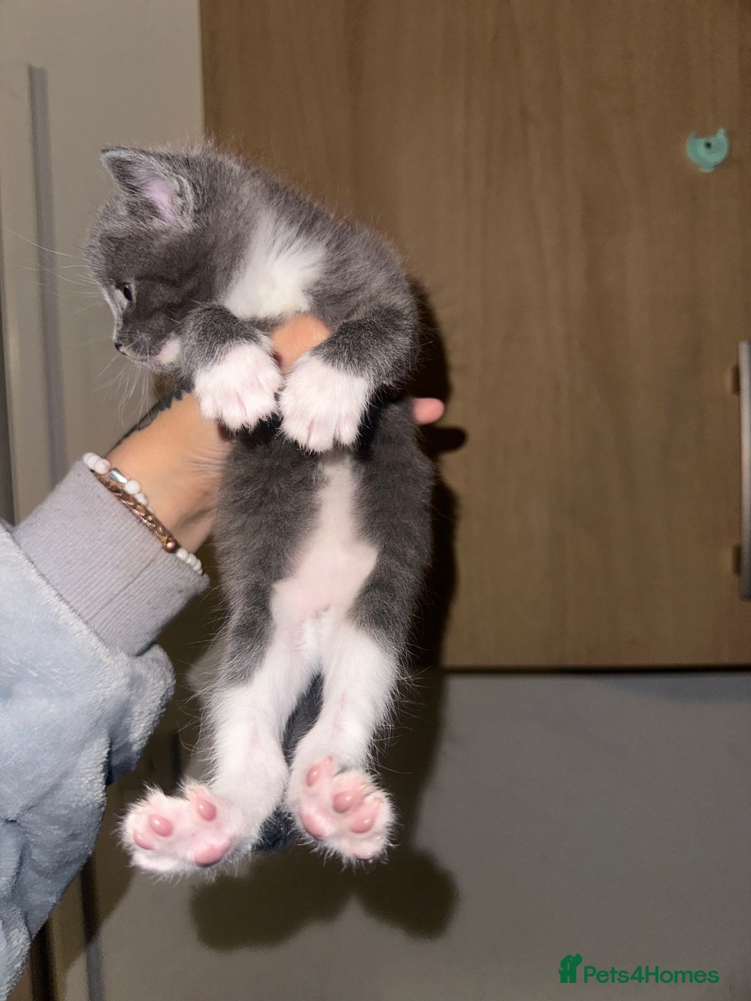 Domestic Shorthair cats for sale: Grey Kittens - Image 5