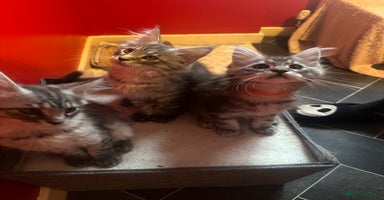 Maine Coon cats - Advert 1