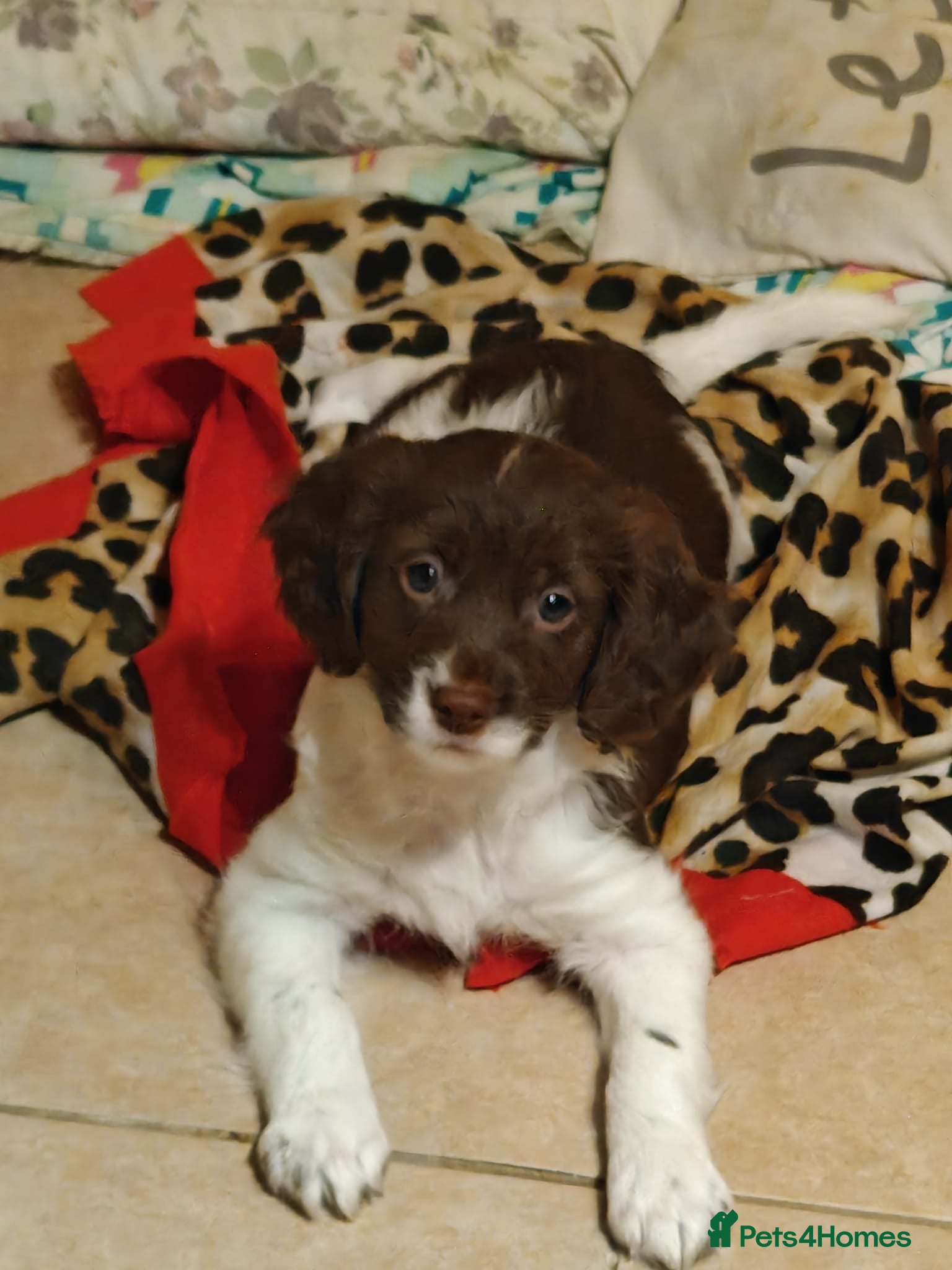 Sproodle dogs English springer spaniel& Cavapoo low shedding - Advert 6