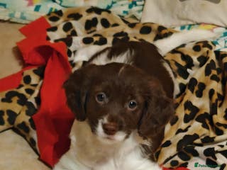 Sproodle dogs English springer spaniel& Cavapoo low shedding - Advert 6